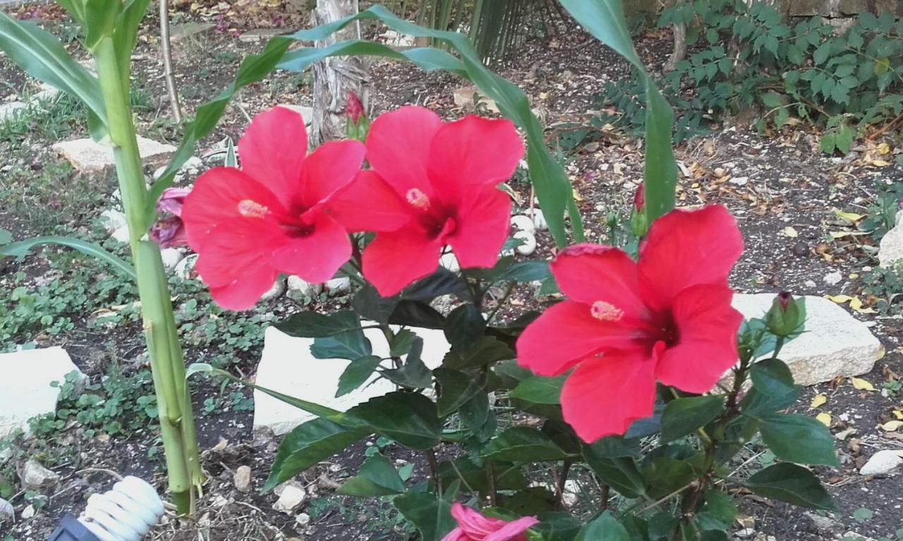 Villa Loulaki Magazia Paxi Arvanitakeika المظهر الخارجي الصورة